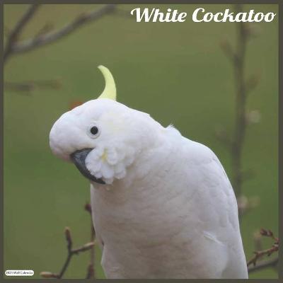 Book cover for White Cockatoo 2021 Wall Calendar