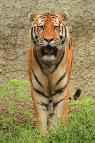 Cover of A Tiger at the Zoo Big Cat Journal