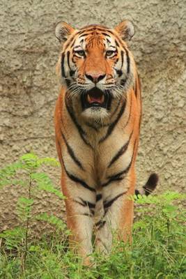 Book cover for A Tiger at the Zoo Big Cat Journal