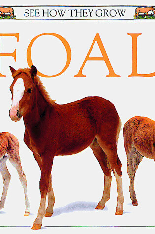 Cover of Foal