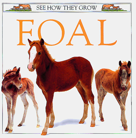 Book cover for Foal