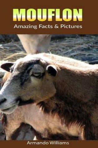 Cover of Mouflon