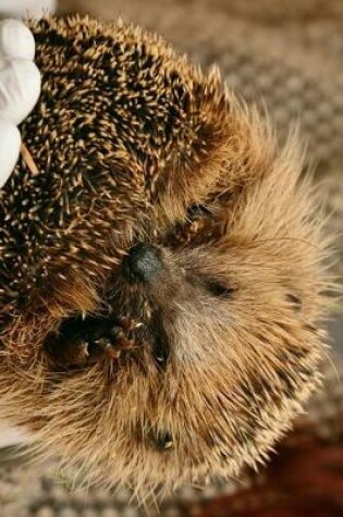 Cover of Hedgehog Napping in My Hands Journal