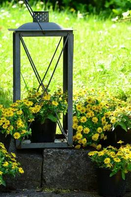 Book cover for An Old Lantern Turned Into a Daisy Planter