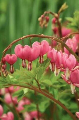 Cover of Bleeding Heart Flowers Blooming in a Spring Garden Journal