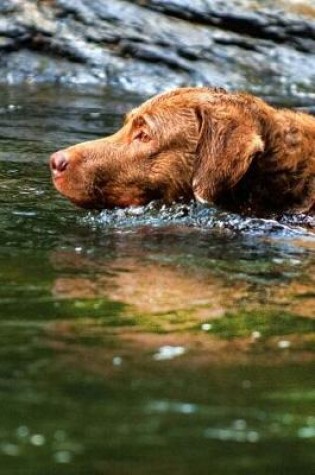 Cover of Chesapeake Bay Retriever Dog Swimming in the River Journal