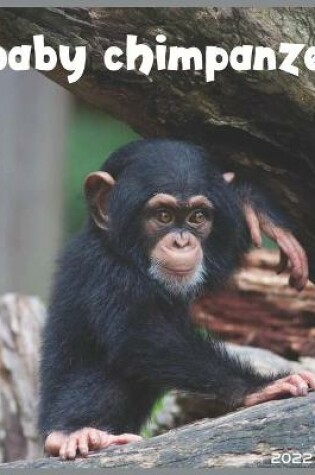 Cover of Baby Chimpanzee 2022 Calendar