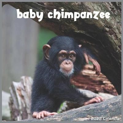 Book cover for Baby Chimpanzee 2022 Calendar