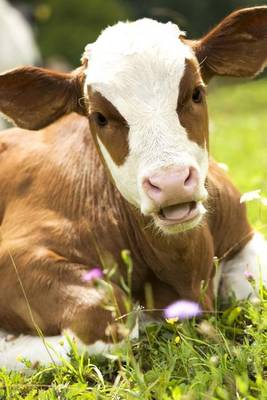 Book cover for Young Cow with a Sweet Face Journal