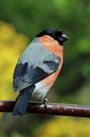 Cover of Bullfinch Perched on a Twig