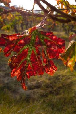 Book cover for Red Vineyard Leaf in Autumn Journal