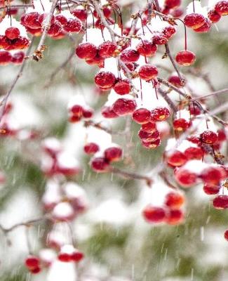 Cover of Winter Berries Red White Christmas Colors Snowstorm School Comp Book 130 Pages