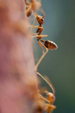 Cover of Close Up of Ants on a Log