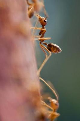 Book cover for Close Up of Ants on a Log