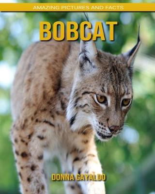 Book cover for Bobcat