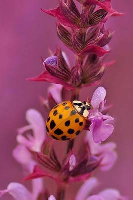 Book cover for Ladybug in a Sage Bloom, for the Love of Nature