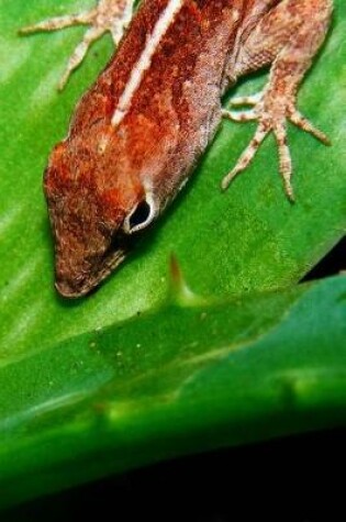 Cover of Brown Anole Lizard Journal