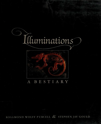 Book cover for ILLUMINATIONS A BESTIARY CL