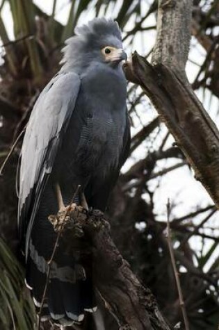 Cover of An African Harrier Hawk on Alert for Prey, Birds of the World