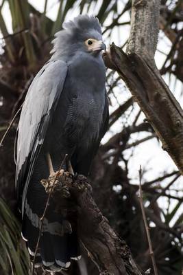 Book cover for An African Harrier Hawk on Alert for Prey, Birds of the World