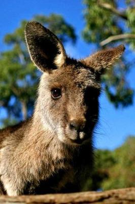 Book cover for Curious Kangaroo Has It's Eyes on You Journal