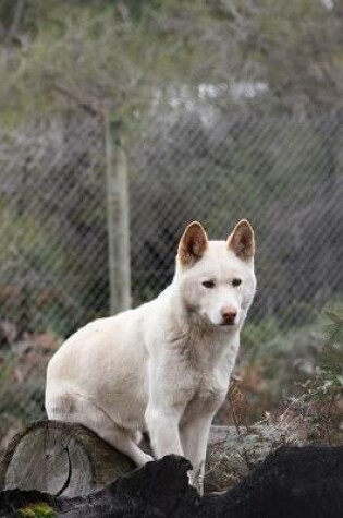 Cover of White Dingo in Australia Journal