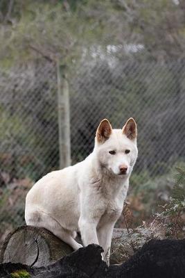 Book cover for White Dingo in Australia Journal