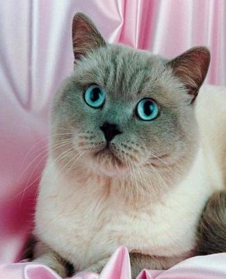 Cover of School Composition Book Blue Eyed Cat Photo 200 Pages