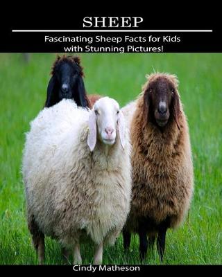 Book cover for Sheep