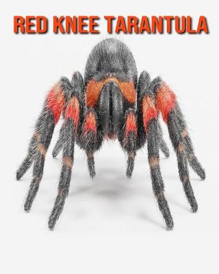 Book cover for Red Knee Tarantula