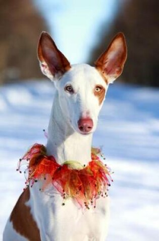 Cover of The Ibizan Hound Dog in Winter Journal