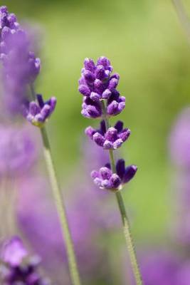 Book cover for Website Password Organizer, Lavender Flowers Closeup