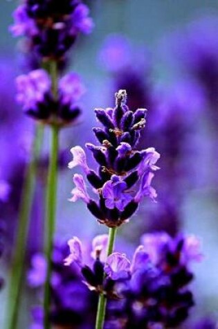 Cover of Lavender Field of Flowers Notebook