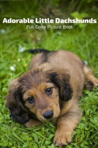 Cover of Adorable Little Dachshunds Full-Color Picture Book