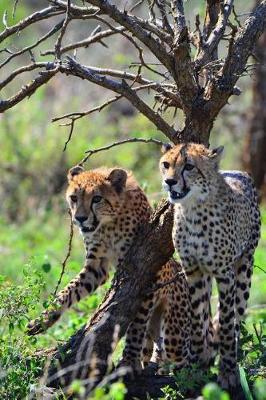 Book cover for Two Cheetahs in Kruger National Park Africa Journal