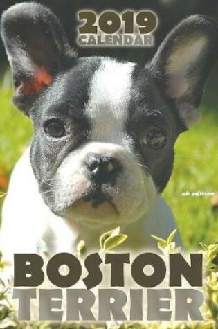Cover of Boston Terrier 2019 Calendar (UK Edition)