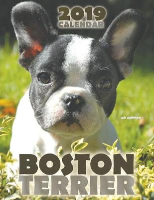 Book cover for Boston Terrier 2019 Calendar (UK Edition)