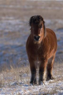 Book cover for Shetland Pony on the South Dakota Prairie Journal