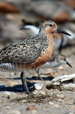 Cover of Red Knot Bird Journal (Calidris Canutus)