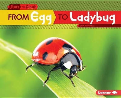 Book cover for From Egg to Ladybug