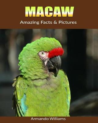 Book cover for Macaw