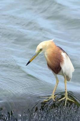 Book cover for Javan Pond Heron Journal