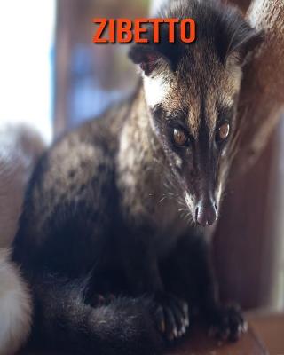 Book cover for Zibetto