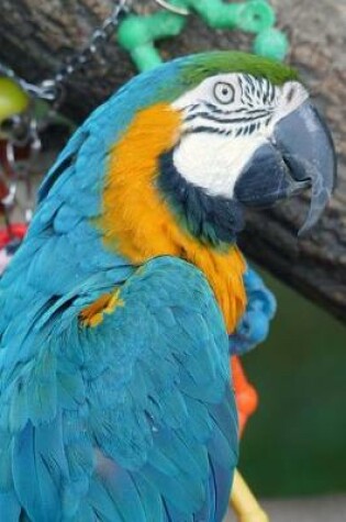 Cover of Blue and Gold Macaw and his Toys Journal