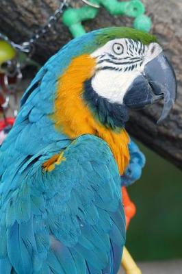 Book cover for Blue and Gold Macaw and his Toys Journal