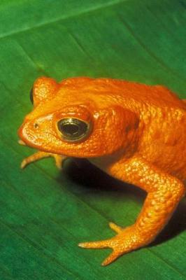 Book cover for Extinct Golden Toad Journal