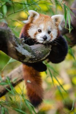 Book cover for A Cute Baby Red Panda in a Tree