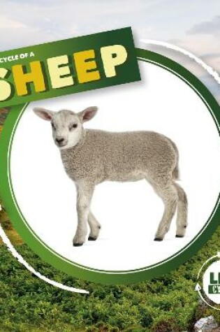 Cover of Life Cycle of a Sheep