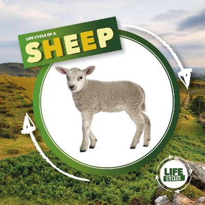 Book cover for Life Cycle of a Sheep