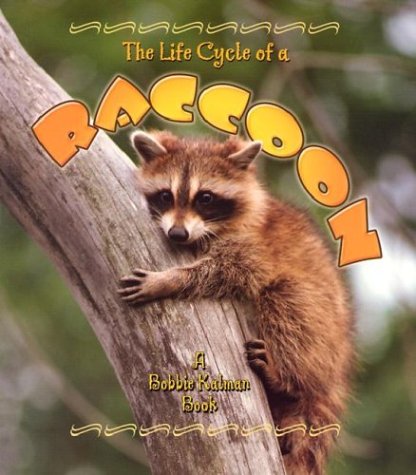 Book cover for The Life Cycle of the Raccoon